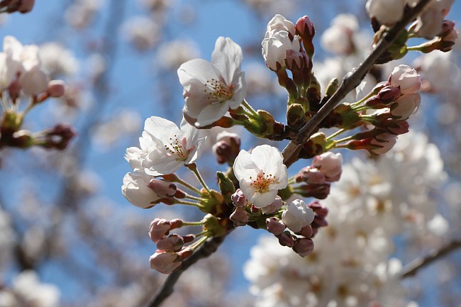 Cherry Blossom Report 2014: Mount Fuji Report