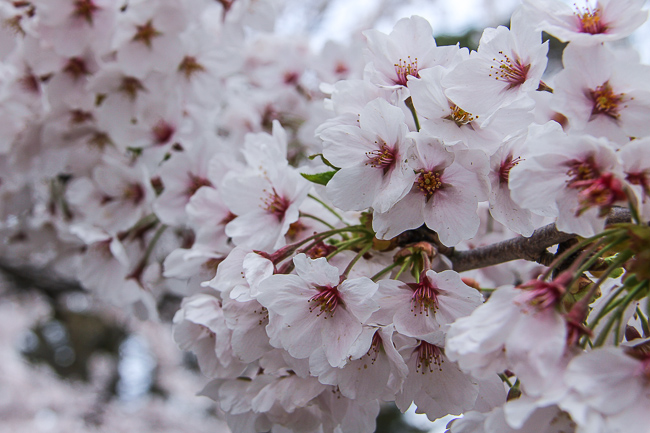 Raina's Japan Travel Journal: Aizu-Wakamatsu Cherry Blossom Report