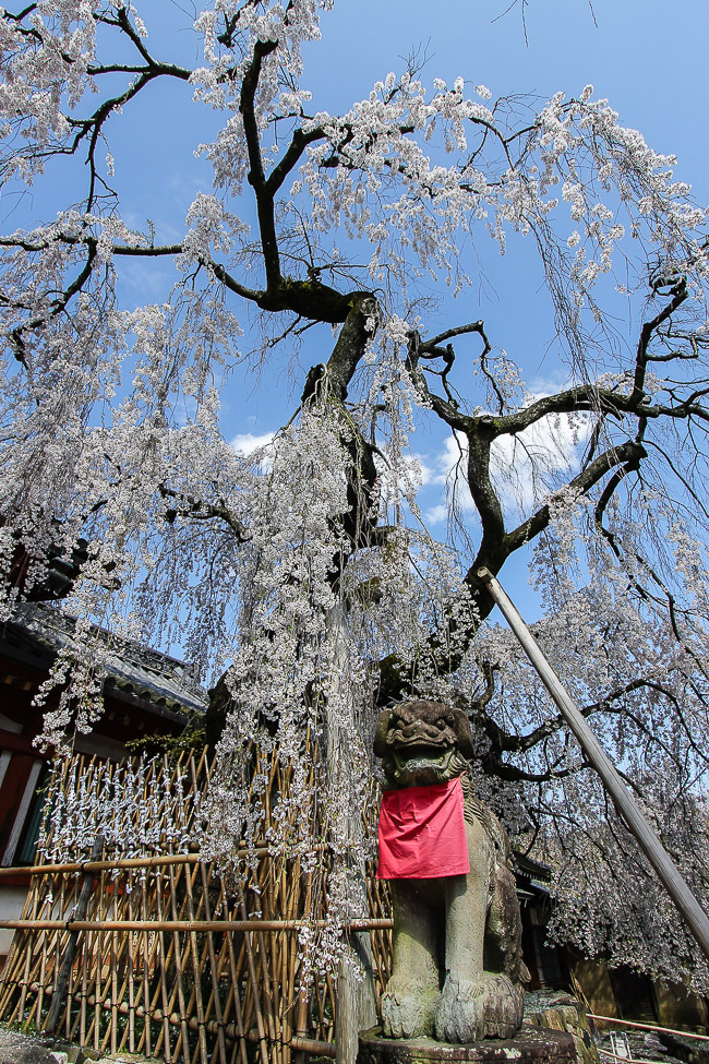 Cherry Blossom Report 15 Nara Report Cherry Blossom Report 15 Nara Report