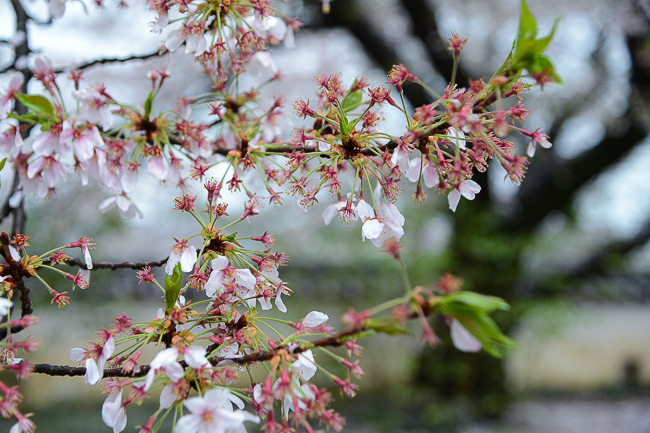 Cherry Blossom Report 2015: Okayama Report