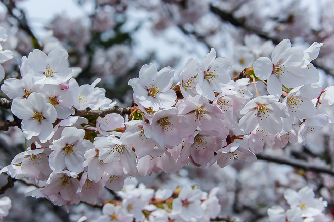 Cherry Blossom Report 2015: Hirosaki Report