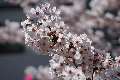 Cherry Blossom Report 2015: Tokyo Report