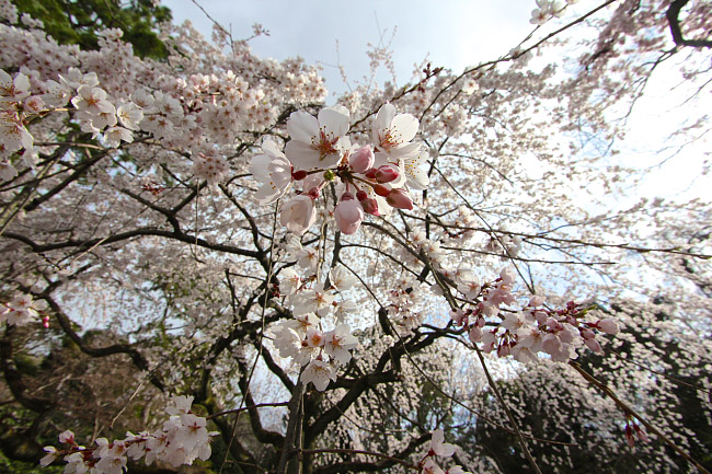 Cherry Blossom Reports 2016 - Kyoto: Just Opened