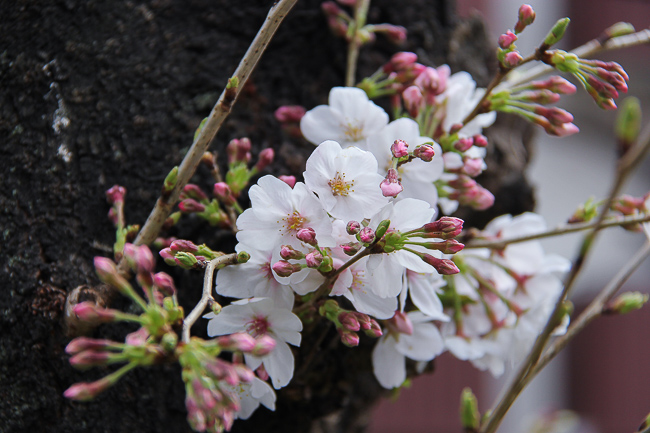 Cherry Blossom Reports 2016 - Tokyo: Blossoms Opening