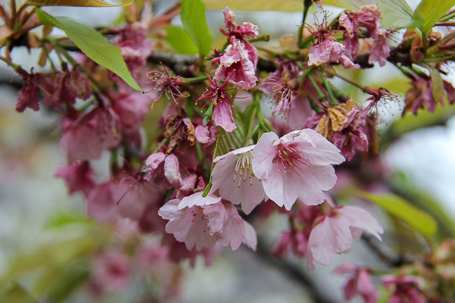 Cherry Blossom Reports 2016 - Tokyo: Blossoms Opening