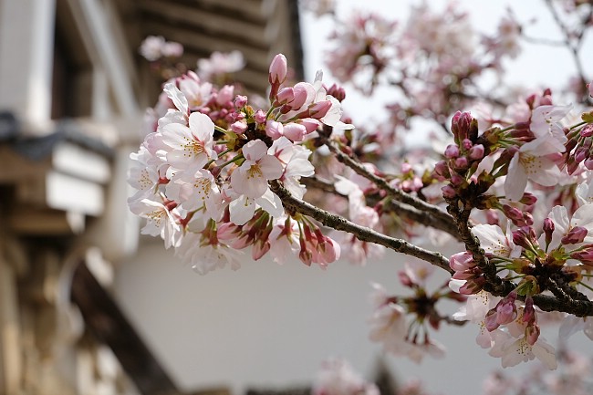 Cherry Blossom Reports 2016 - Himeji: Blossoms Opening