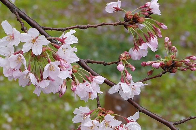 Cherry Blossom Reports 2016 - Kyoto: Approaching Full Bloom