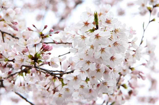 Cherry Blossom Reports 2016 - Tokyo: Full Bloom