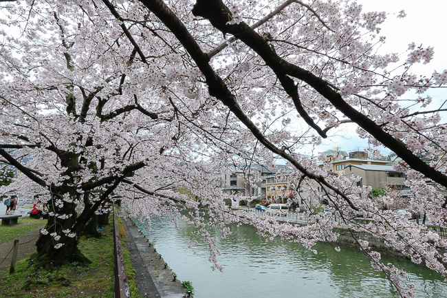 Cherry Blossom Reports 2016 - Kyoto: Full Bloom