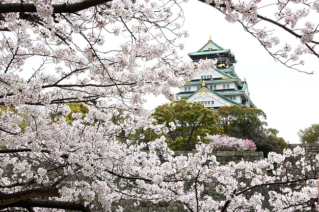 Image result for osaka castle park sakura