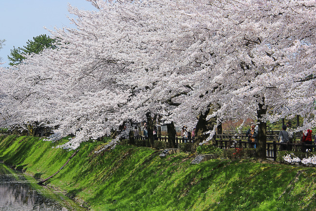 Cherry Blossom Reports 2016 - Kanazawa: Full Bloom