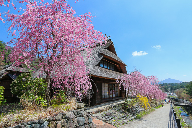 Smaller Japanese House with whool cherry blossoms on top of hill