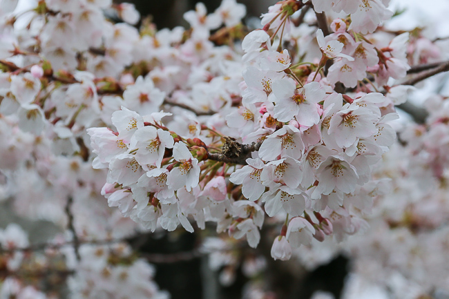 Cherry Blossom Reports 2016 - Hakodate: Full Bloom