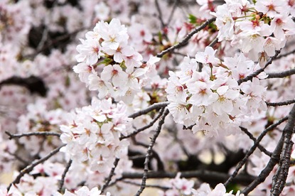 Cherry Blossom Reports 2016 - Osaka: Full Bloom