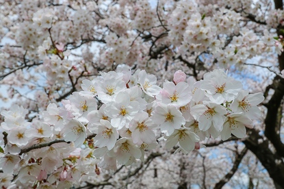 Cherry Blossom Reports 2016 - Kakunodate: Full Bloom