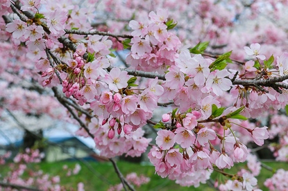 Cherry Blossom Reports 2016 - Kakunodate: Full Bloom