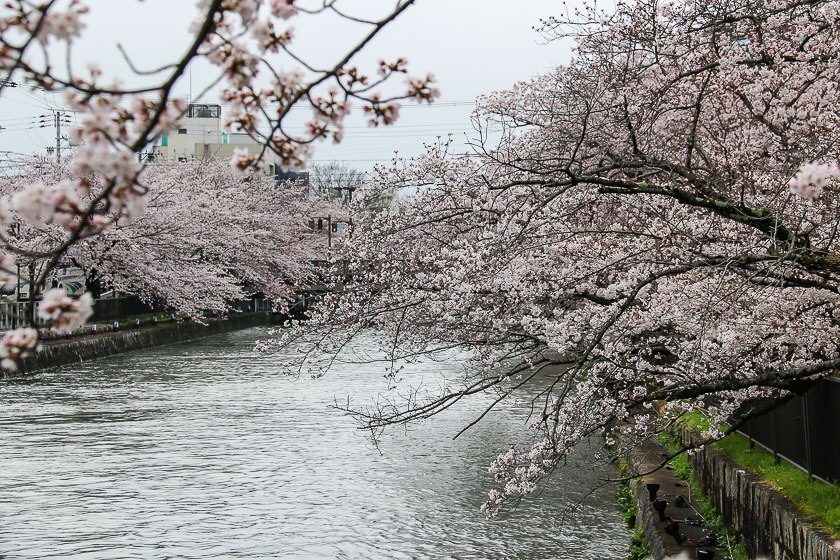 Cherry Blossom Reports 2017 - Kyoto: Full Bloom