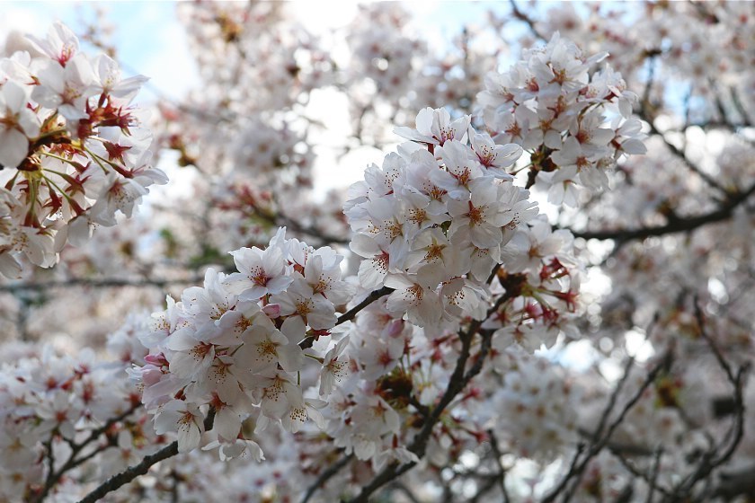 Cherry Blossom Reports 2017 - Matsumoto: Petals Starting To Fall