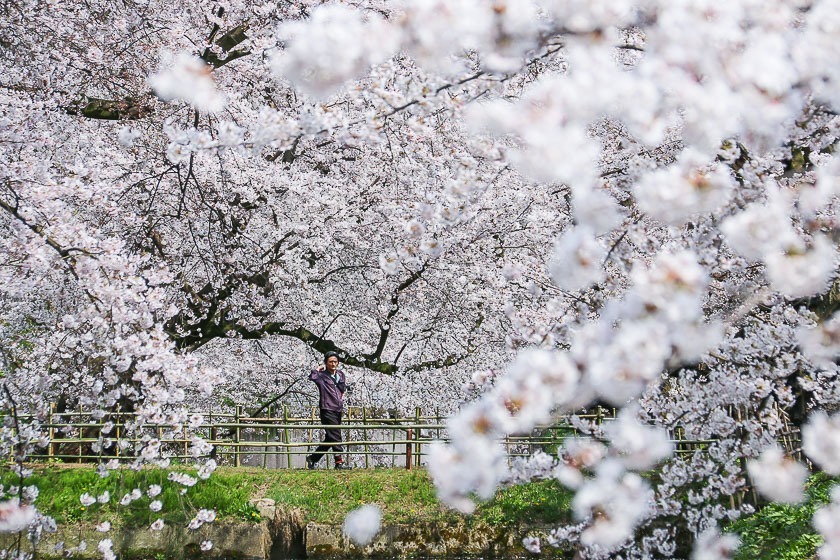 Cherry Blossom Reports 2017 - Hirosaki: Full Bloom