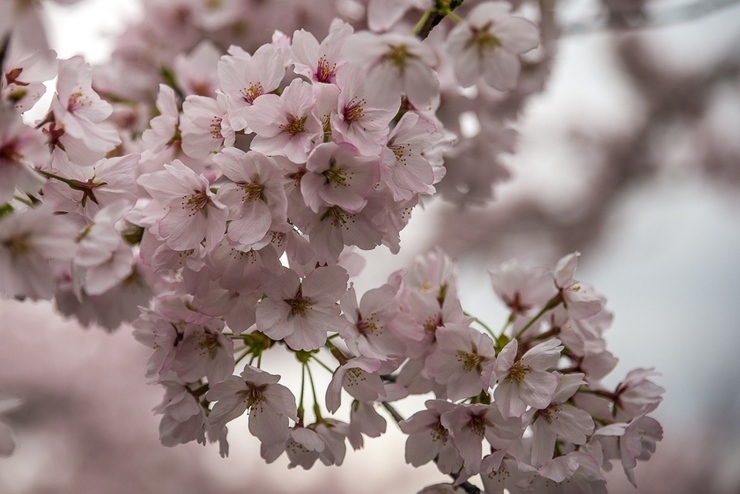 Cherry Blossom Reports 2017 - Kyoto: Full Bloom