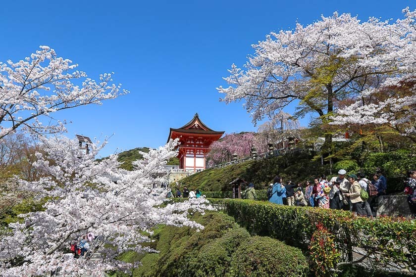 Spirit of the Edo Period Checks and Cherry Blossom Furoshiki Kyoto Japan 