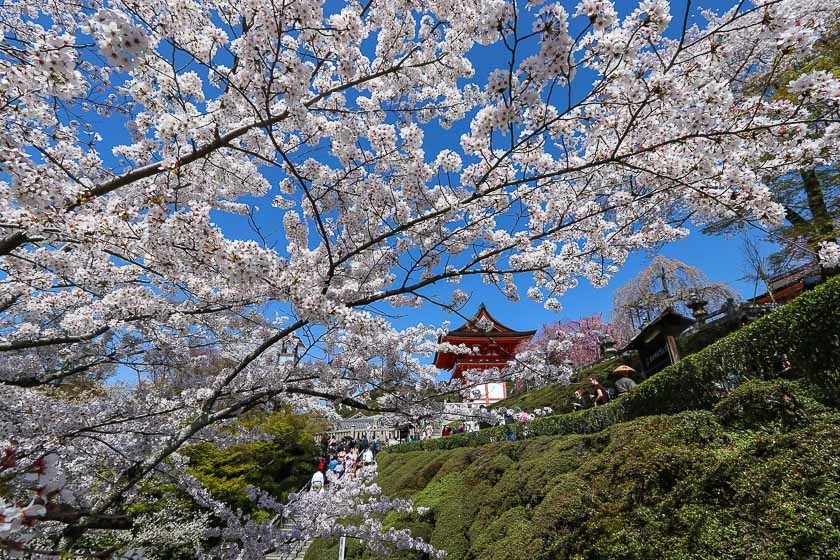 Furoshiki Checks and Cherry Blossom Kyoto Japan Spirit of the Edo Period 