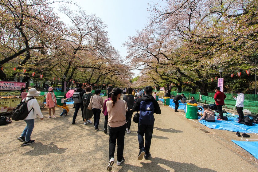 Let's Hanami in Tachikawa!, Japan, Japan Travel