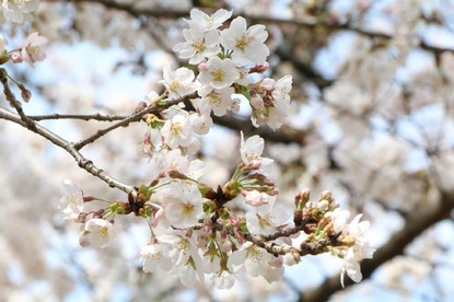 Cherry Blossom Reports 2018 - Kyoto: Full Bloom
