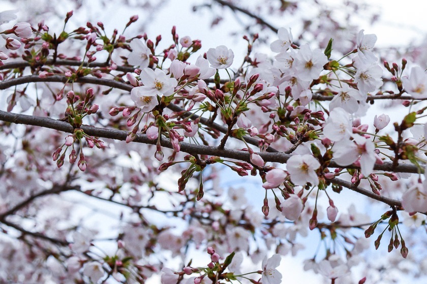 Cherry Blossom Reports 2019 - Hiroshima: Approaching Full Bloom