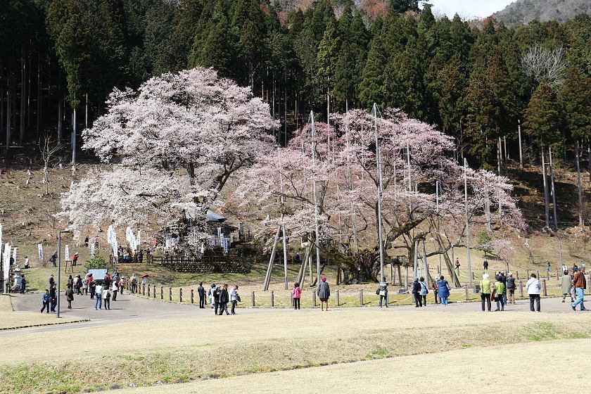 usuzumi