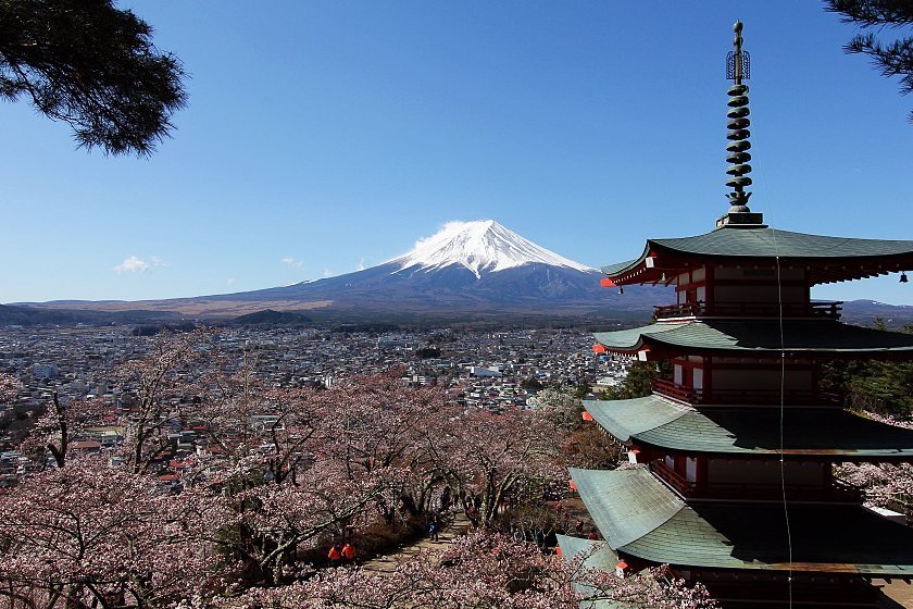 Cherry Blossom Reports 19 Mount Fuji Blossoms Opening