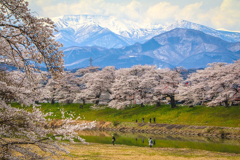 Cherry Blossom Reports 2019 Sendai Approaching Full Bloom - 