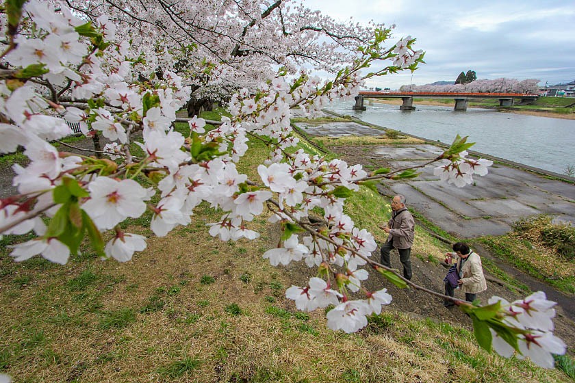 What to Know About the Cherry Blossom Season in Japan - AFAR