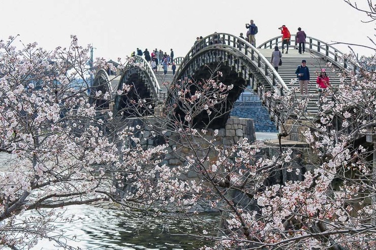 Cherry Blossom Reports 2019 Iwakuni Approaching Full Bloom cherry-blossoms-at-the-300-year-old-kintai-bridge-in-iwakuni-topmiles