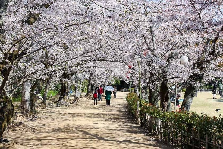 Cherry Blossom Reports 2019 Takamatsu Full Bloom cherry-blossom-reports-2019-takamatsu-full-bloom