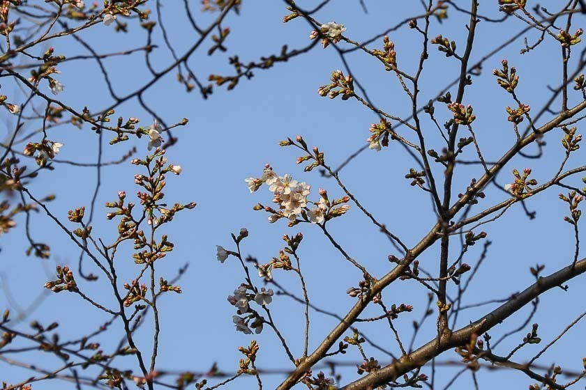 Cherry Blossom Season 2023 Guide: How to Get a Cherry Blossom Tree