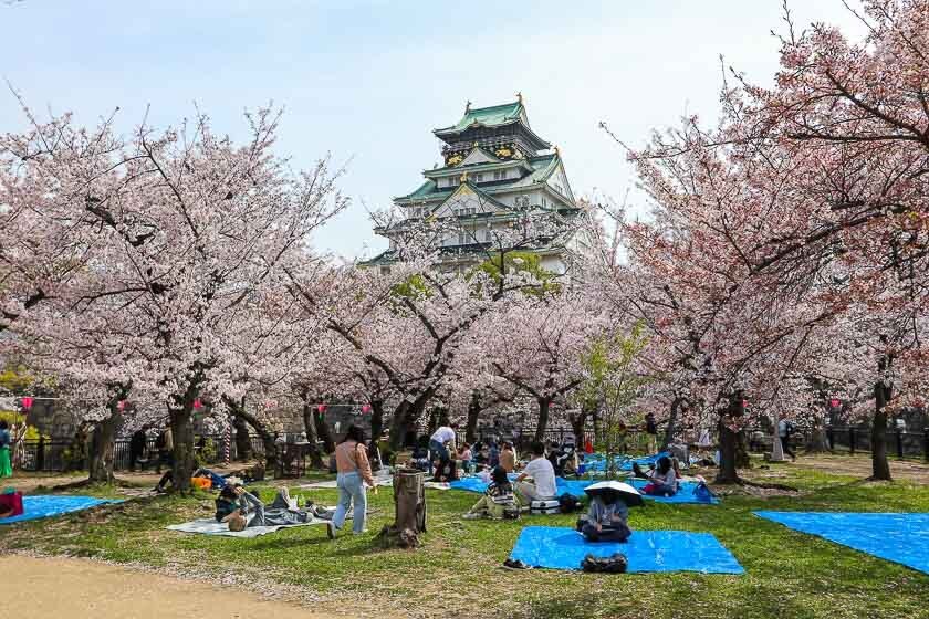 Cherry Blossom Reports 2023 - Osaka: Petals Starting To Fall