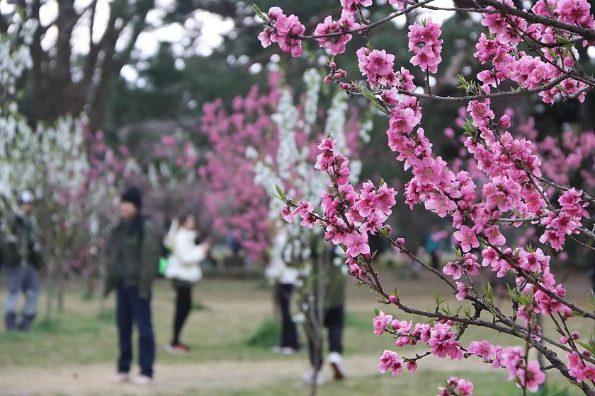 Peach Blossom Day 2025 - Mar 03, 2025