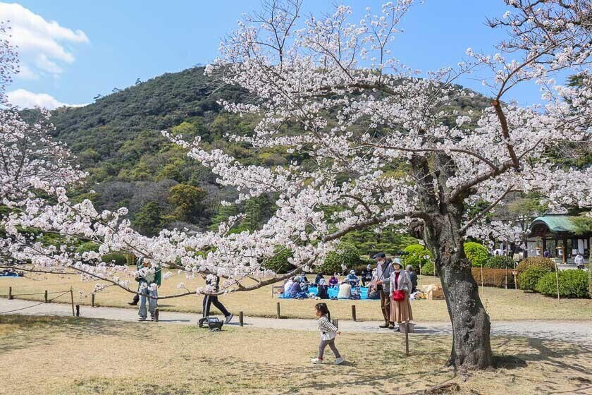 Cherry Blossom Reports 2025 Takamatsu Full Bloom