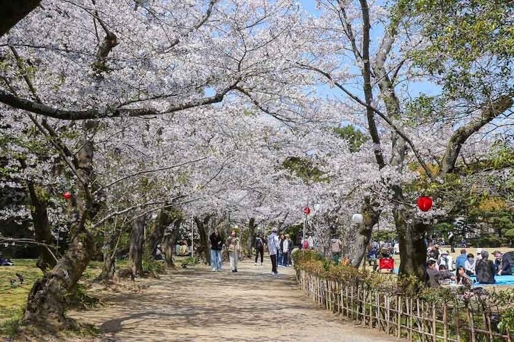 Cherry Blossom Reports 2025 Takamatsu Full Bloom cherry-blossom-reports-2025-takamatsu-full-bloom