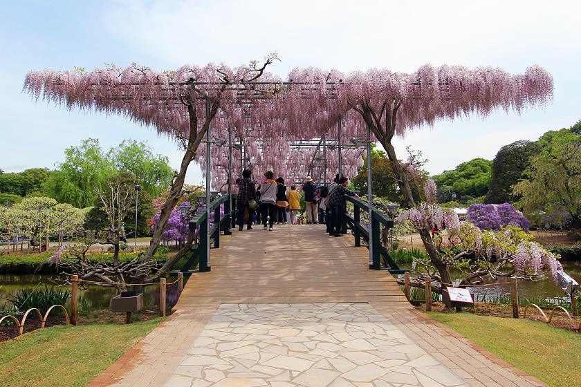 Wisteria Watching At Ashikaga Flower Park