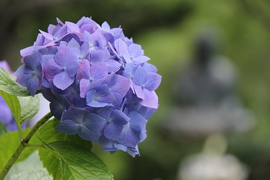 Real purple hydrangea flower with black background