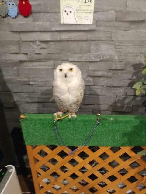 Owl Cafe Osaka - It's a hoot!