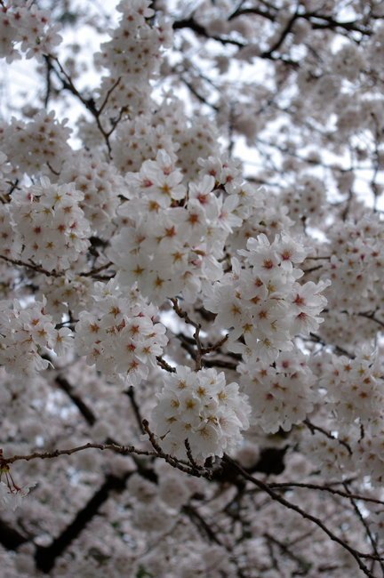 Japan Travel Reports: Cherry Blossom Report - Odawara Castle