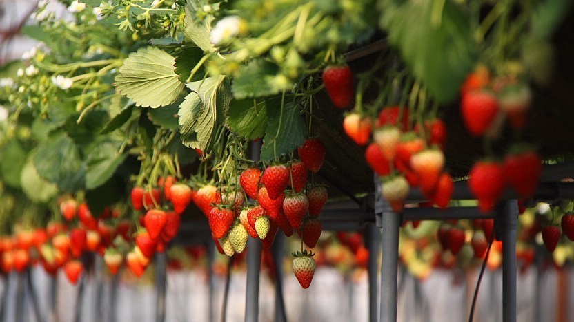 Fruit Picking in Japan