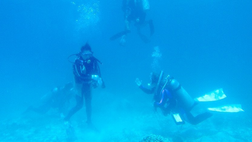 Parat jordnødder Samler blade Scuba Diving in Japan