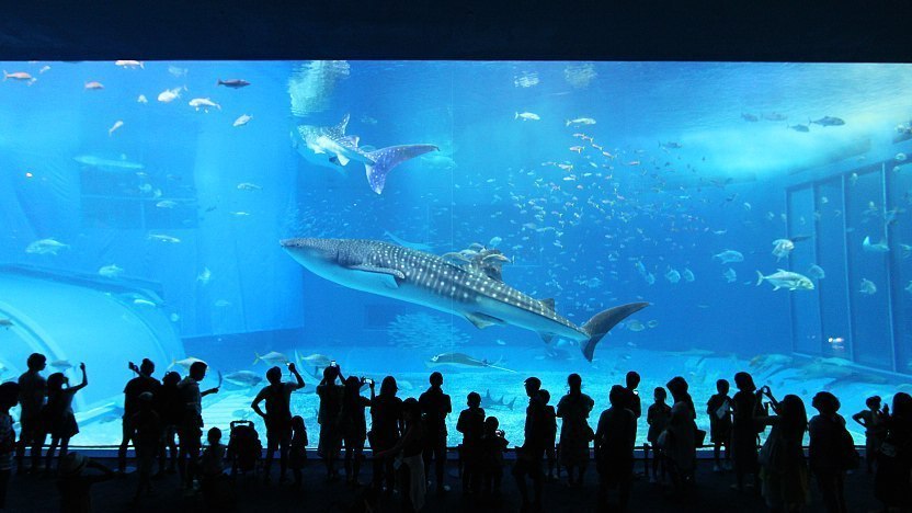 churaumi aquarium tour