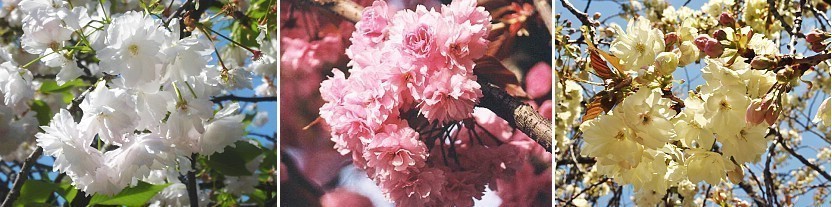 6 Different Types of Sakura Trees in Japan