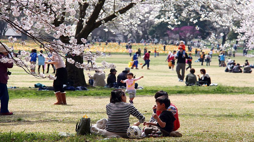 Hanami Cherry Blossom Festival Of Flower Viewing Ritual In Motion