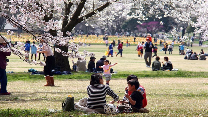 Let's Hanami in Tachikawa!, Japan, Japan Travel